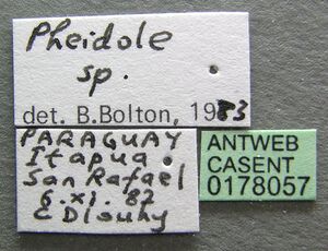 Pheidole sigillata casent0178057 label 1.jpg