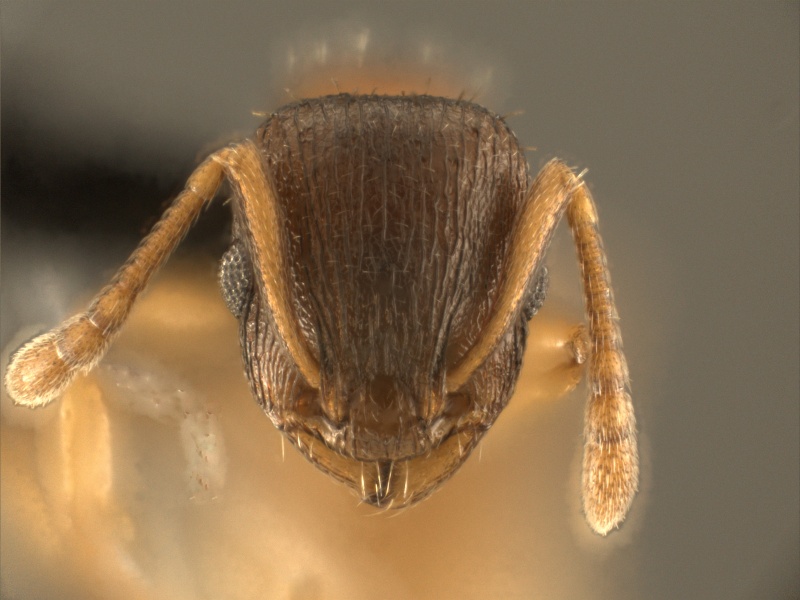 File:Temnothorax rugatulus MCZ001H.jpg