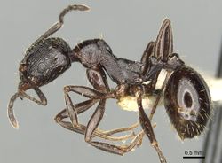 Aphaenogaster obsidiana casent0280957 p 1 high.jpg