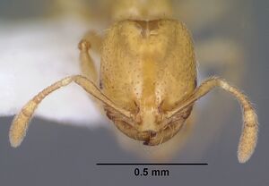 Solenopsis krockowi casent0104468 head 1.jpg