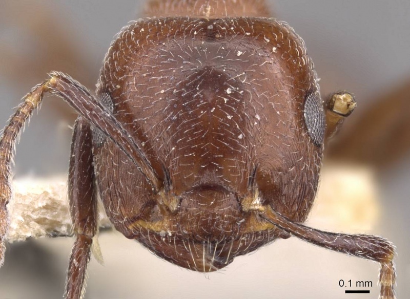 File:Crematogaster solers casent0908563 h 1 high.jpg