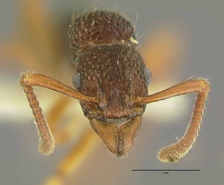 File:Gnamptogenys macretes hef.jpg