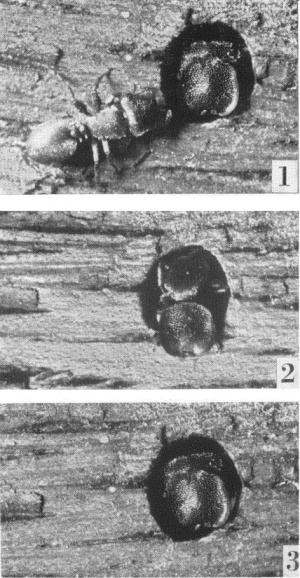 Creighton 1963 Fig 1-3.jpg