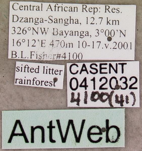 File:Dolioponera fustigera casent0412032 label 1.jpg