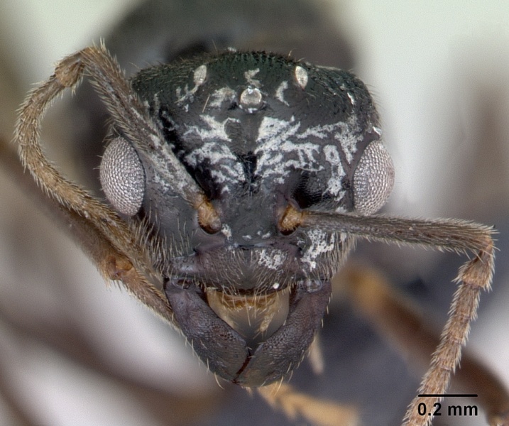 File:Lasius mixtus casent0172756 head 1.jpg