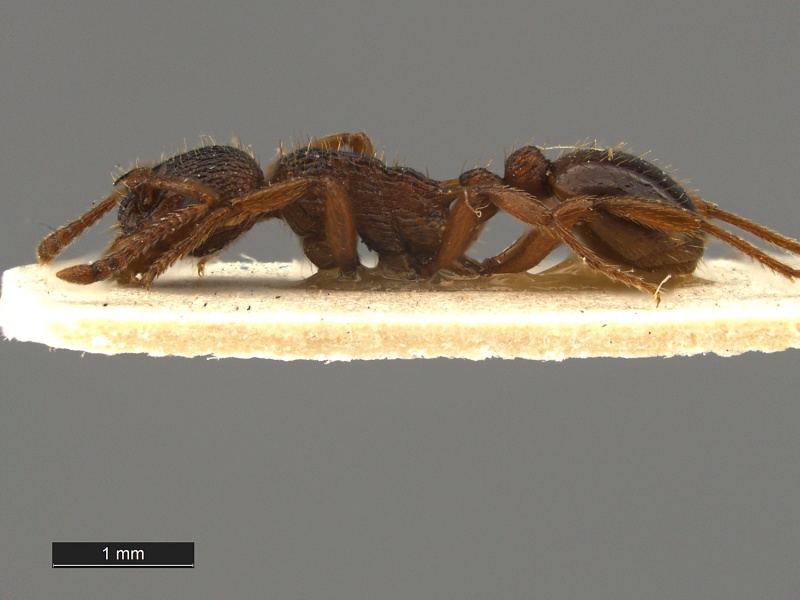 File:Myrmica-ravasinii-Holotype-MCZ-28796-L.jpg