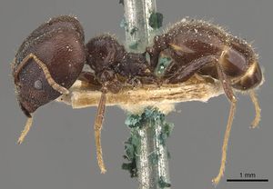 Pheidole steinheili casent0908119 p 1 high.jpg