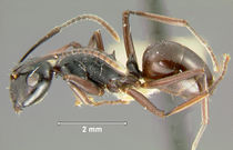 Polyrhachis-aequalis HUMCZ001L.jpg