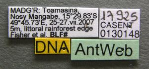 Aptinoma mangabe casent0130148 label 1.jpg