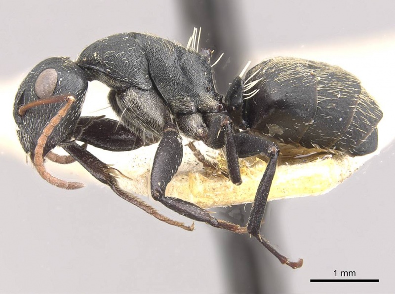 File:Camponotus galla casent0910480 p 1 high.jpg