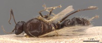 Camponotus hermanni casent0905490 d 1 high.jpg