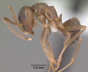 Lasius alienus casent0102801 profile 1.jpg