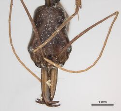 Odontomachus silvestrii casent0217546 h 1 high.jpg