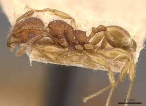 Pheidole aper casent0908307 p 1 high.jpg