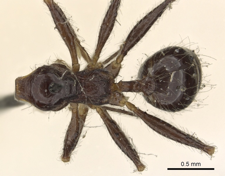 File:Pheidole foreli casent0901304 d 1 high.jpg