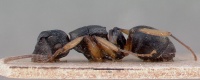 Polyrhachis exarata casent0009233 profile 1.jpg