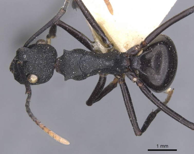 File:Polyrhachis menozzii casent0912147 d 1 high.jpg