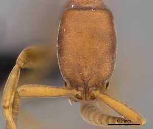 Probolomyrmex curculiformis casent0469570 h 1 high.jpg