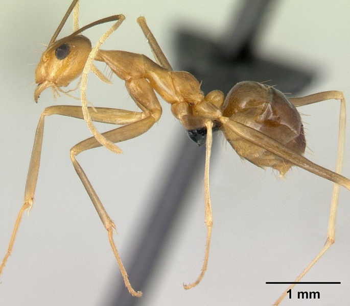 File:Anoplolepis gracilipes casent0125111 profile 1.jpg