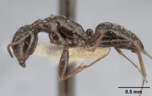 Camponotus lubbocki casent0101105 profile 1.jpg