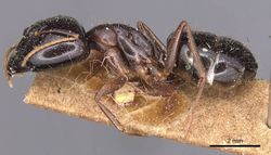 Camponotus natalensis fulvipes casent0905229 p 1 high.jpg