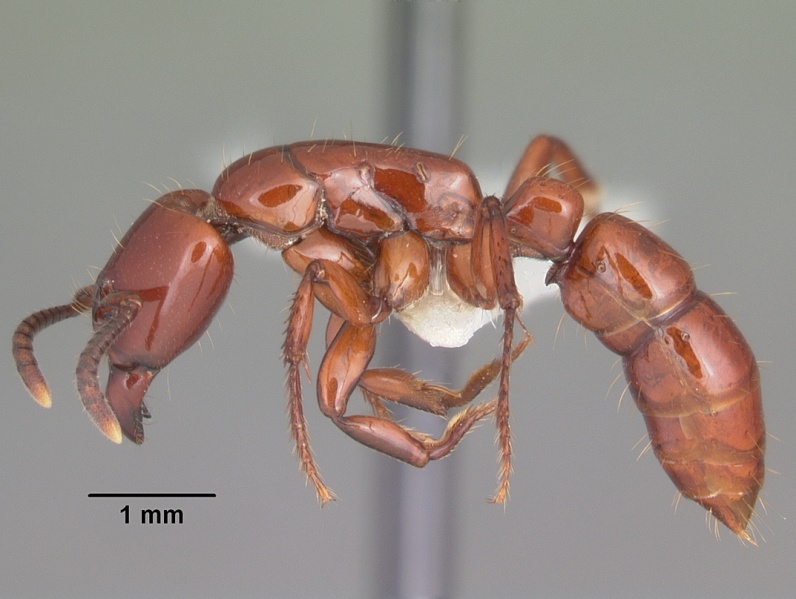 File:Centromyrmex bequaerti casent0104136 profile 1.jpg