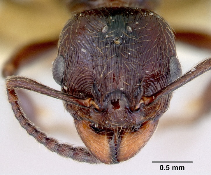 File:Huberia striata casent0172285 head 1.jpg