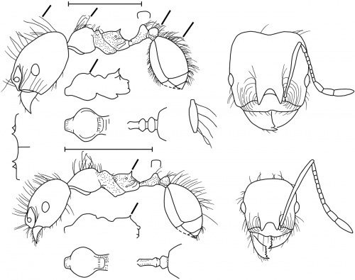 Pheidole sensitiva Wilson 2003.jpg