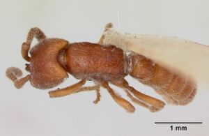 Sphinctomyrmex froggatti casent0173055 dorsal 1.jpg