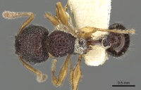 Tetramorium tylinum casent0901099 d 1 high.jpg