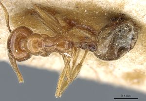 Aphaenogaster leveillei casent0904154 d 1 high.jpg