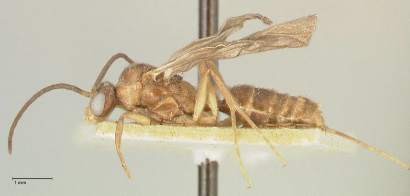 File:Camponotus taipingensis focol2348 p 1 high.jpg