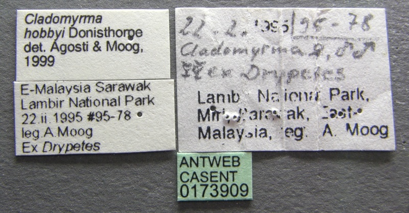 File:Cladomyrma hobbyi casent0173909 label 1.jpg