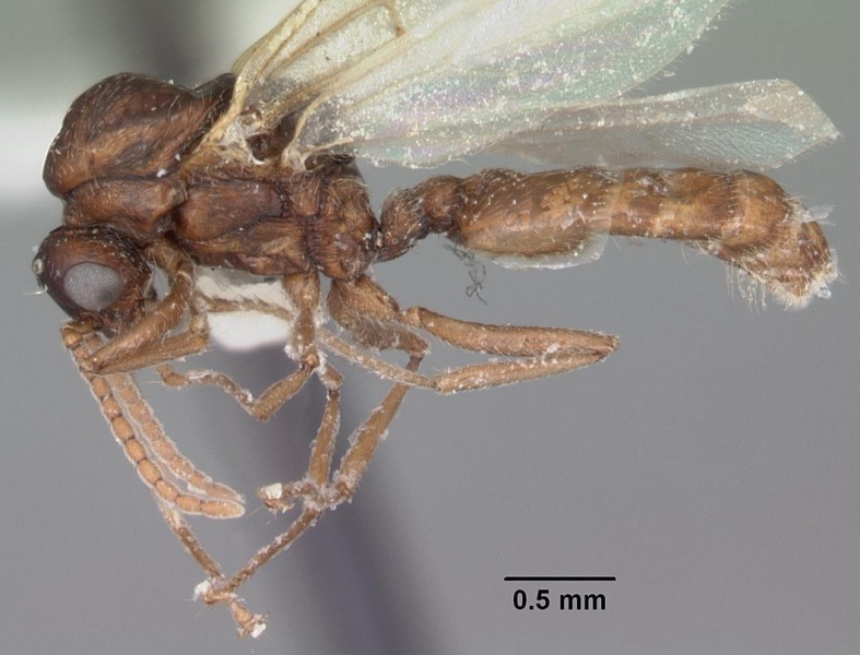 File:Crematogaster cerasi casent0103773 profile 1.jpg