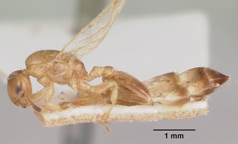 File:Crematogaster rasoherinae casent0101785 profile 1.jpg