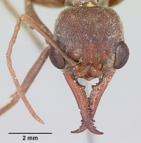 Myrmecia gulosa casent0103310 head 1.jpg