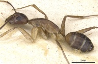 Camponotus mitis casent0903590 p 1 high.jpg