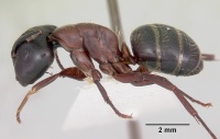 Camponotus noveboracensis casent0103348 profile 1.jpg