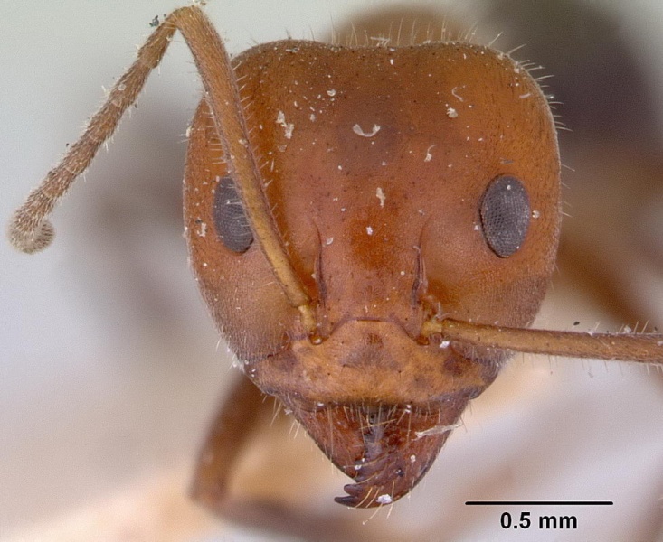 File:Iridomyrmex discors ST head CAS0172053-Antwiki.jpg