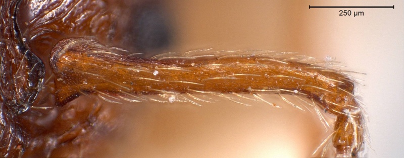 File:Myrmica curvithorax antweb1008447 h 4 high.jpg