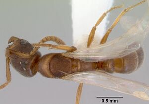 Pachycondyla darwinii casent0172438 dorsal 1.jpg