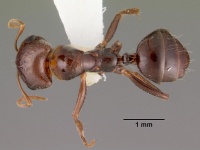 Rossomyrmex minuchae casent0102381 dorsal 1.jpg