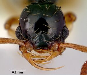 Thaumatomyrmex atrox casent0172074 head 1.jpg