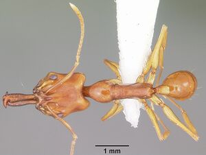 Anochetus madagascarensis casent0102933 dorsal 1.jpg