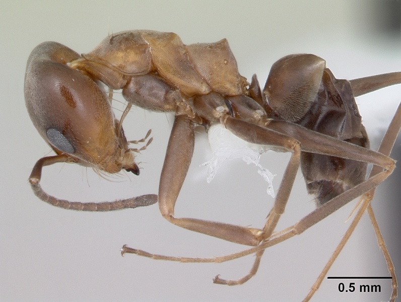 File:Dorymyrmex spurius casent0173854 profile 1.jpg