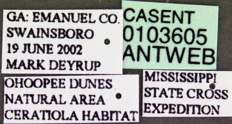 File:Aphaenogaster treatae casent0103605 label 1.jpg