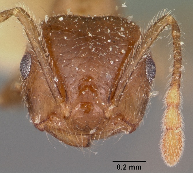 File:Crematogaster adrepens casent0104593 head 1.jpg