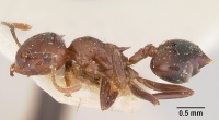 Crematogaster marthae casent0101802 profile 1.jpg