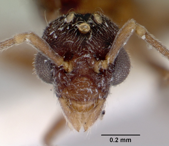 File:Indomyrma dasypyx casent0172282 head 1.jpg