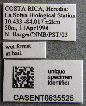 Pheidole sensitiva casent0635525 l 1 high.jpg